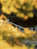 YITUYU艺图语 2025.01.14 悭晚秋 墨律(7)